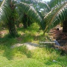 Selangor - kuala selangor- tanjung karang agriculture land 