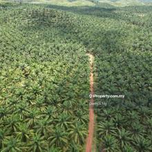 Bukit Selambau Pokok Sawit 10 Year , Free Hold , Non Buni For Sale