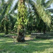 Sungai Lalang Palm Oil Plantation