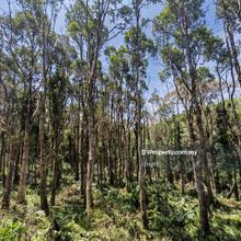 Agarwood Trees Land For Sale