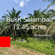 Big land Oil Palm Sungai Petani Bukit Selambau land Kedah 