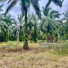 83acres Oil Palm Land for Sale 