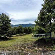 80 Acres Freehold Durian Farm Freehold Dangi Johol Kuala Pilah