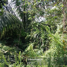 For Sale Agriculture Land 