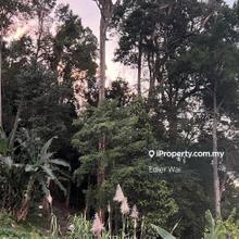 Durian Estate Near Bukit Genting , Teluk Kumbar
