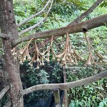 Durian Trees//Rembau//seremban//N9//81acres//1acre180k