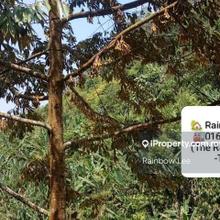Durian Farm 150acres Leasehold 85years remain for sale at Jelebu Titi 