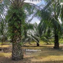 Telok Panglima Garang Agriculture Land 