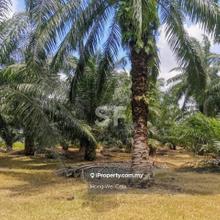 Telok Panglima Garang 14acre Agriculture 580k per acre kuala langat