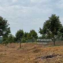 9 acres durian orchard for sale 