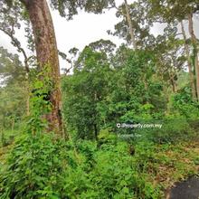 16 Acres Durian Old Tree Farm Bukit Relau Balik Pulau