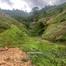 Young durian land