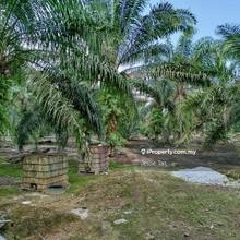 Kampung batu pekan nanas oil palm agriculture land for sale