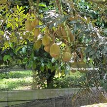 Durian Land For Sales