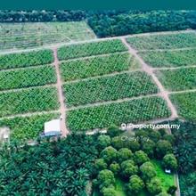 Tangkak Durian Agriculture Land For Sale