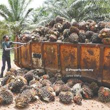 Prime Location 5000 Acres Oil Palm Plantation @ Kuala Lipis Pahang