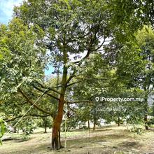 Musang King durian land in Cinta Manis