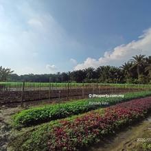 Tanah pertanian Cheng Melaka untuk di jual