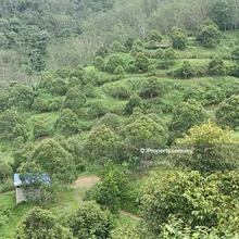 26acres Raub (Lurah Bilut) 100% Mk and Bt Durian Land For Sale