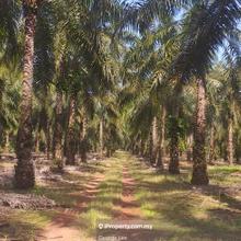 Segamat Johor - Agriculture Land