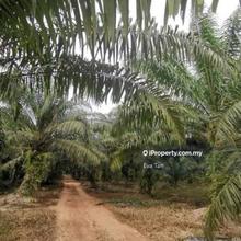 Pontian Agriculture land for Sale