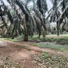 2.8 Acres Agriculture Zoning Industrial Land @ Jln Seelong Jaya Senai
