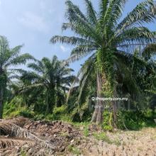 8 Acres Freehold Residential Land Jenjarom For Sale