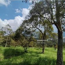 For sale 5.8 acre durian orchard at Dong, Raub, Pahang