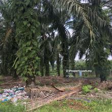 Agriculture land for Sale