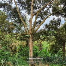 4.15 Acres Durian Orchard For Sale