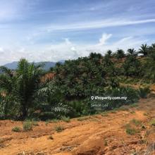 Karak Freehold Palm Oil Land for Sale, Mukim Sabai, Karak