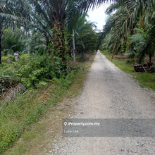 2.5 acres freehold oil palm tree for sell at kg tiram buruk kuala sel
