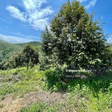 Durian farm- lower than market price