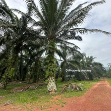 Land for Sale : Agriculture Land 