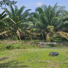 Palm Oil Land in Temoh, Chenderiang Perak for Sale (29acres)