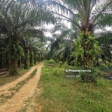 8.85 Acres Oil Palm Agriculture Land Rasa Batang Kali