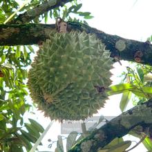 Kulim, Junjong, Kedah, Durian Farm For Sale, Black Thorn, Musang King.