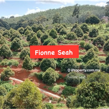4.25 Acres Agriculture Durian Farm Land for Sale