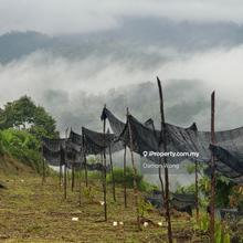 Durian orchard in Ulu Yam