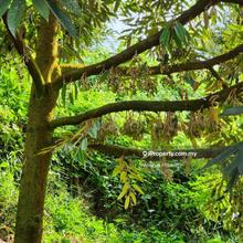 Durian Orchard at Jelebu, Negeri Sembilan For Sale