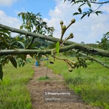Durian Farm Karak,Bentong,Pahang for Sale