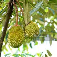 Slim River Durian Farm Land