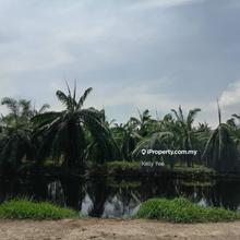 Palm Oil Plantation @ Changkat, Nibong Tebal for Sale