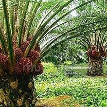 Oil Palm Estate Sungkap Para Kedah For Sale