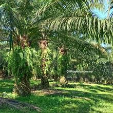 Palm Oil Plantation @ Mukim Luit, Maran for Sale