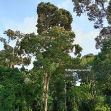 Orchard Farm @ Simpang Tiga Keladi for Sale