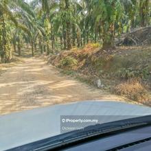 12 Acres Oil Palm Land For Sale