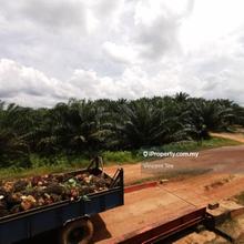 2041 Acre Palm Oil Estate Zoned Industry Bukit Kuin Kuantan