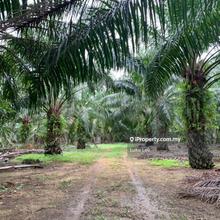 Agriculture land for Sale planted with oil palm trees good land 