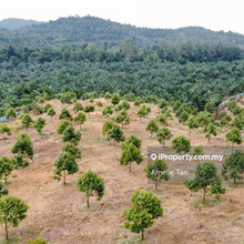 Good buy durian plantation